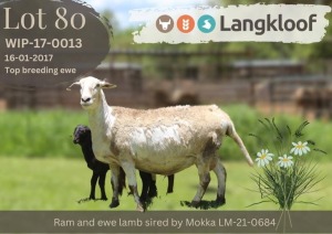 1X MEATMASTER RECORDED EWE Langkloof Game Farm