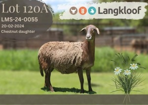 2X MEATMASTER NOT RECORDED EWE Langkloof Game Farm