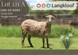 2X MEATMASTER NOT RECORDED EWE Langkloof Game Farm