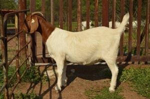 WITHDRAWN - 1X BOER GOAT DOE Dome Africa Boergoat Stud