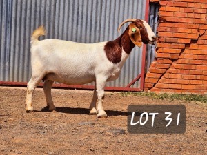 1X BOER GOAT PREGNANT FLOCK 42-703 DOE Hamlett Boerbokstoet