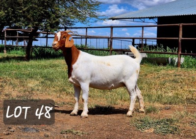 1X BOER GOAT PREGNANT FLOCK 42-701 DOE Hamlett Boerbokstoet