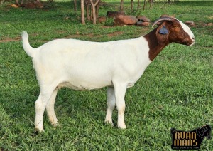 1X BOER GOAT FLOCK 39-271 DOE Ruan Mans Boerbokstoet