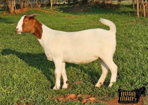 1X BOER GOAT PREGNANT FLOCK 39-308 DOE Ruan Mans Boerbokstoet