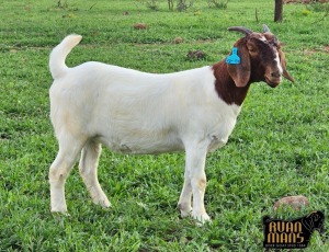 1X BOER GOAT PREGNANT FLOCK 39-429 DOE Ruan Mans Boerbokstoet