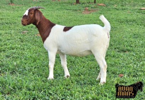 1X BOER GOAT PREGNANT FLOCK 39-279 DOE Ruan Mans Boerbokstoet