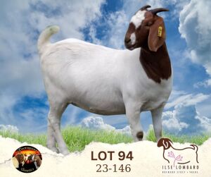 1X BOER GOAT FLOCK 39-269 DOE Ilse Lombard Boerbokstoet