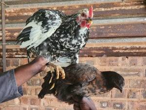 2X CHICKENS ROOSTER & HEN Juan Malan