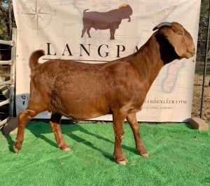 1 X OOI/EWE LANGPAD KALAHARI REDS - F