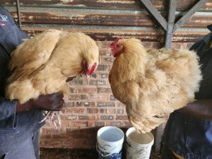 2X CHICKENS HEN Hannes v Staden