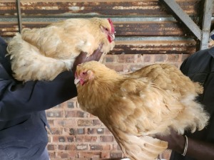 2X CHICKENS HEN Hannes v Staden