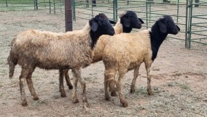 3X NAMAQUA AFRIKANER RAM & EWE Mr. T