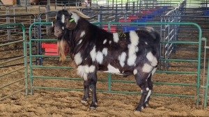 1X CAPE LOB EAR GOAT BUCK Wilmeg Stud