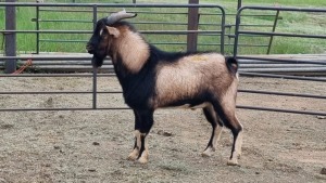 1X DWARF GOAT BUCK PW van Heerden