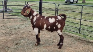 1X CAPE LOB EAR GOAT BUCK Wilmeg Stud