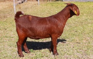 1 X OOI/EWE ALBIE HORN - ALBIAN STUD - PS