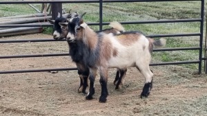 2X DWARF GOAT BUCK PW van Heerden