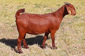 1 X OOI/EWE ALBIE HORN - ALBIAN STUD - PS