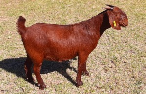 1 X OOI/EWE ALBIE HORN - ALBIAN STUD - F