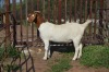 1X BOER GOAT FLOCK 39-198 DOE Dome Africa Boergoat Stud