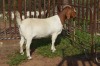 1X BOER GOAT FLOCK 39-353 DOE Dome Africa Boergoat Stud