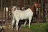 1X BOER GOAT FLOCK 39-189 DOE Dome Africa Boergoat Stud