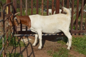 1X BOER GOAT FLOCK 39-190 DOE Dome Africa Boergoat Stud