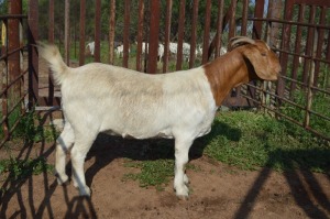 WITHDRAWN - 1X BOER GOAT DOE Dome Africa Boergoat Stud