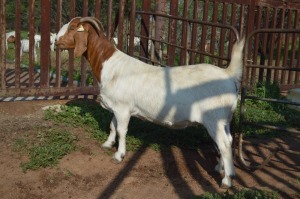 WITHDRAWN - 1X BOER GOAT DOE Dome Africa Boergoat Stud