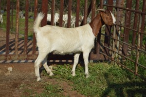 WITHDRAWN - 1X BOER GOAT DOE Dome Africa Boergoat Stud