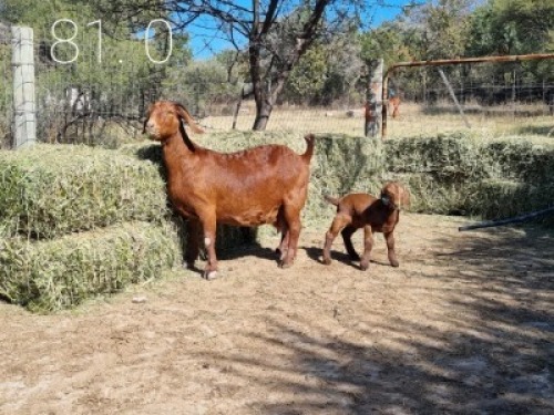 1+1 X OOI/EWE LEEUPOORT KALAHARI REDS - S