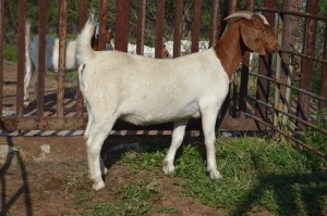 1X BOER GOAT FLOCK 39-182 DOE Dome Africa Boergoat Stud