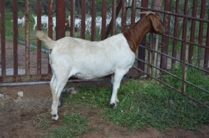 1X BOER GOAT FLOCK 39-184 DOE Dome Africa Boergoat Stud