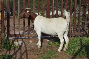 1X BOER GOAT FLOCK 39-188 DOE Dome Africa Boergoat Stud