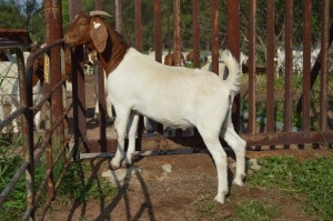 1X BOER GOAT FLOCK 39-197 DOE Dome Africa Boergoat Stud