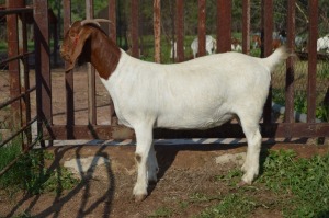 1X BOER GOAT FLOCK 39-435 DOE Dome Africa Boergoat Stud