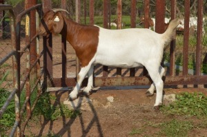 1X BOER GOAT FLOCK 39-181 DOE Dome Africa Boergoat Stud