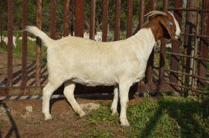 1X BOER GOAT FLOCK 24-217(S) DOE Dome Africa Boergoat Stud