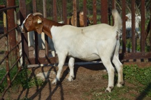 1X BOER GOAT FLOCK 39-194 DOE Dome Africa Boergoat Stud