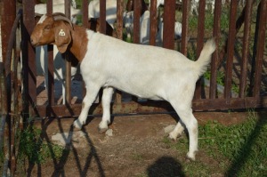 1X BOER GOAT FLOCK 39-196 DOE Dome Africa Boergoat Stud