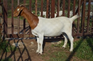 1X BOER GOAT FLOCK 39-200 DOE Dome Africa Boergoat Stud