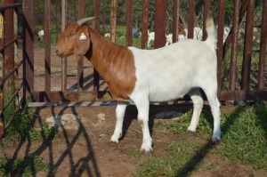 1X BOER GOAT FLOCK 39-186 DOE Dome Africa Boergoat Stud