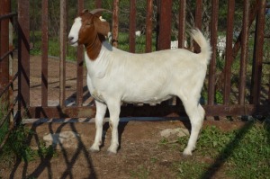 WITHDRAWN - 1X BOER GOAT DOE Dome Africa Boergoat Stud