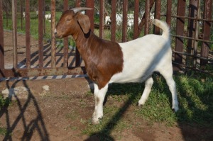 WITHDRAWN - 1X BOER GOAT DOE Dome Africa Boergoat Stud