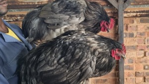 2X CHICKENS ROOSTER & HEN Ernst de Wit