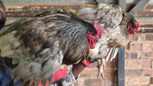 2X CHICKENS ROOSTER & HEN Ernst de Wit