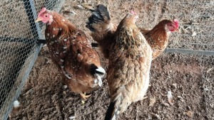 3X CHICKENS HEN Ernst de Wit