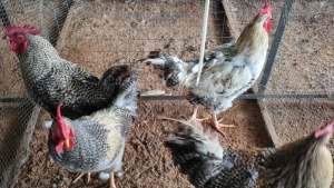 4X CHICKENS ROOSTER HSM Kotze