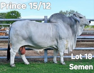 10X GREY BRAHMAN SEMEN STRAW Prince 15/12 Wayside Brahman Stud