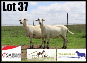 2X MEATMASTER RECORDED EWE Klipkuil Meatmasters